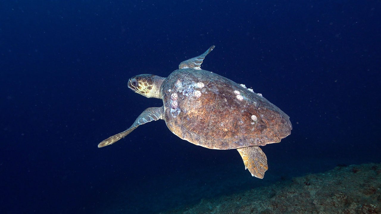 Foto - Hayran bırakan görüntüler! Doğu Akdeniz'in saklı dünyası kayda alındı