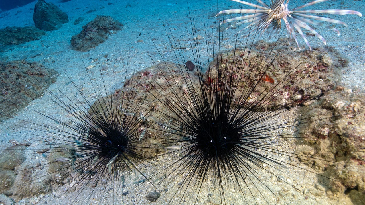 Foto - Hayran bırakan görüntüler! Doğu Akdeniz'in saklı dünyası kayda alındı