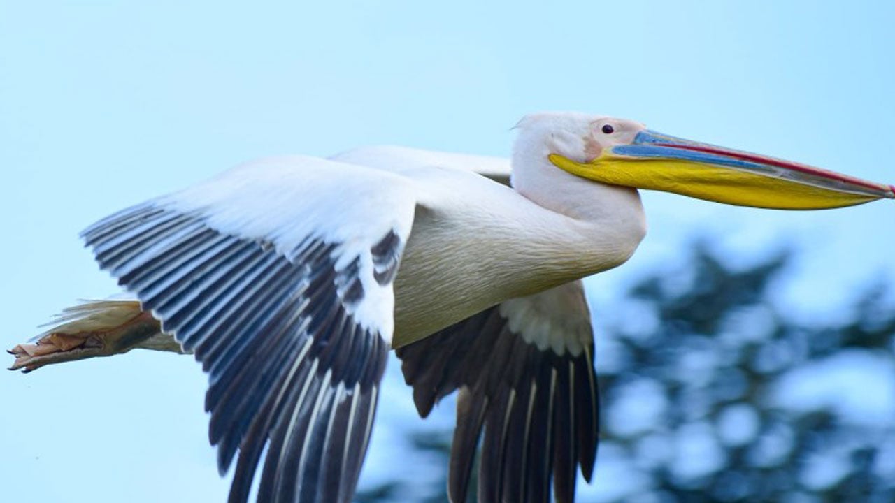Foto - Hayran bırakan görüntüler! Pelikanlar Boğazköy Barajı’na indi