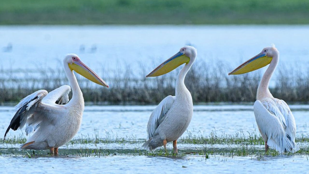 Foto - Hayran bırakan görüntüler! Pelikanlar Boğazköy Barajı’na indi