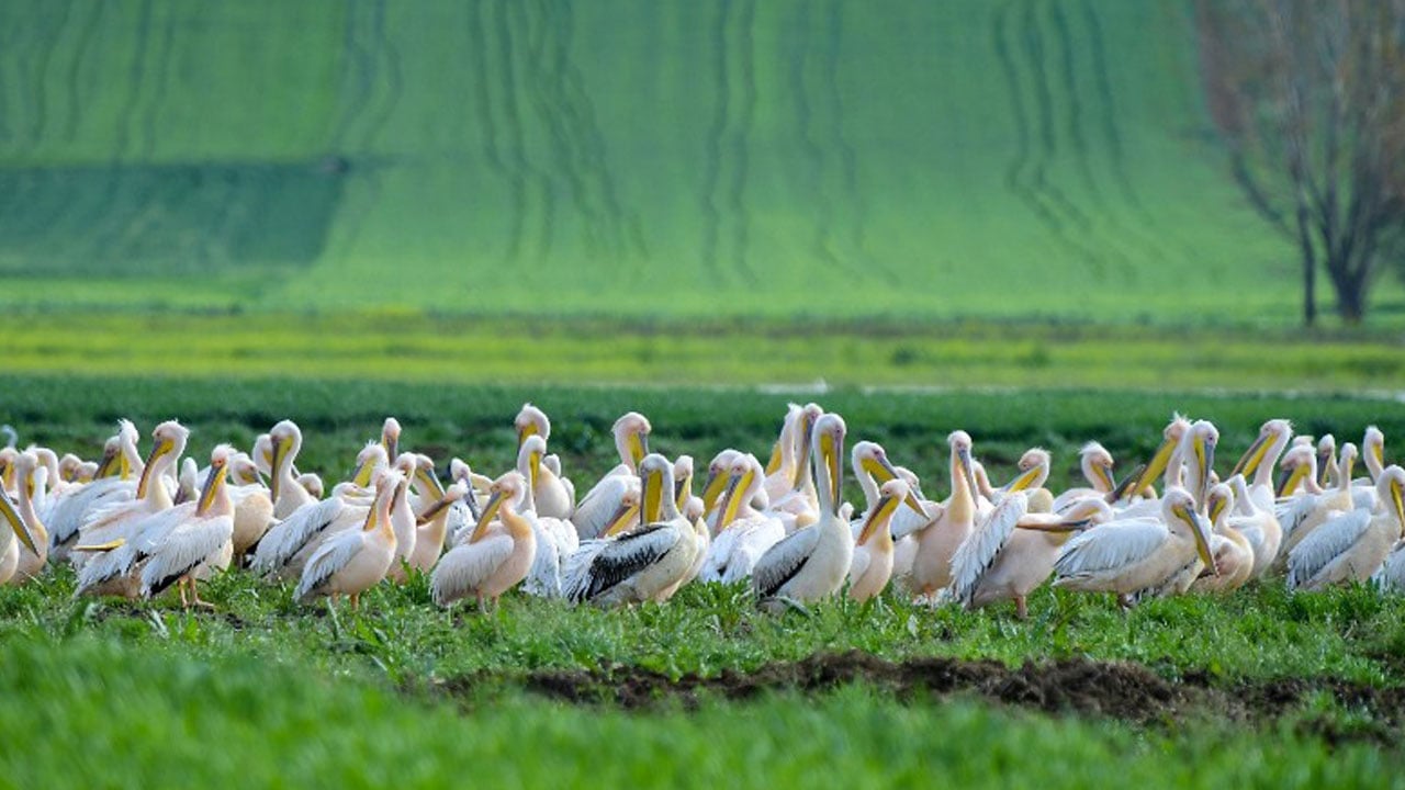 Foto - Hayran bırakan görüntüler! Pelikanlar Boğazköy Barajı’na indi