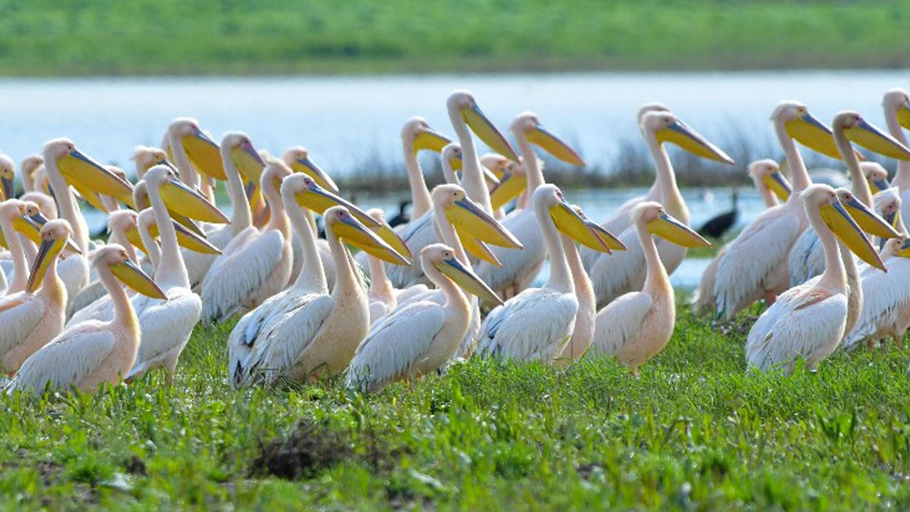 Foto - Hayran bırakan görüntüler! Pelikanlar Boğazköy Barajı’na indi