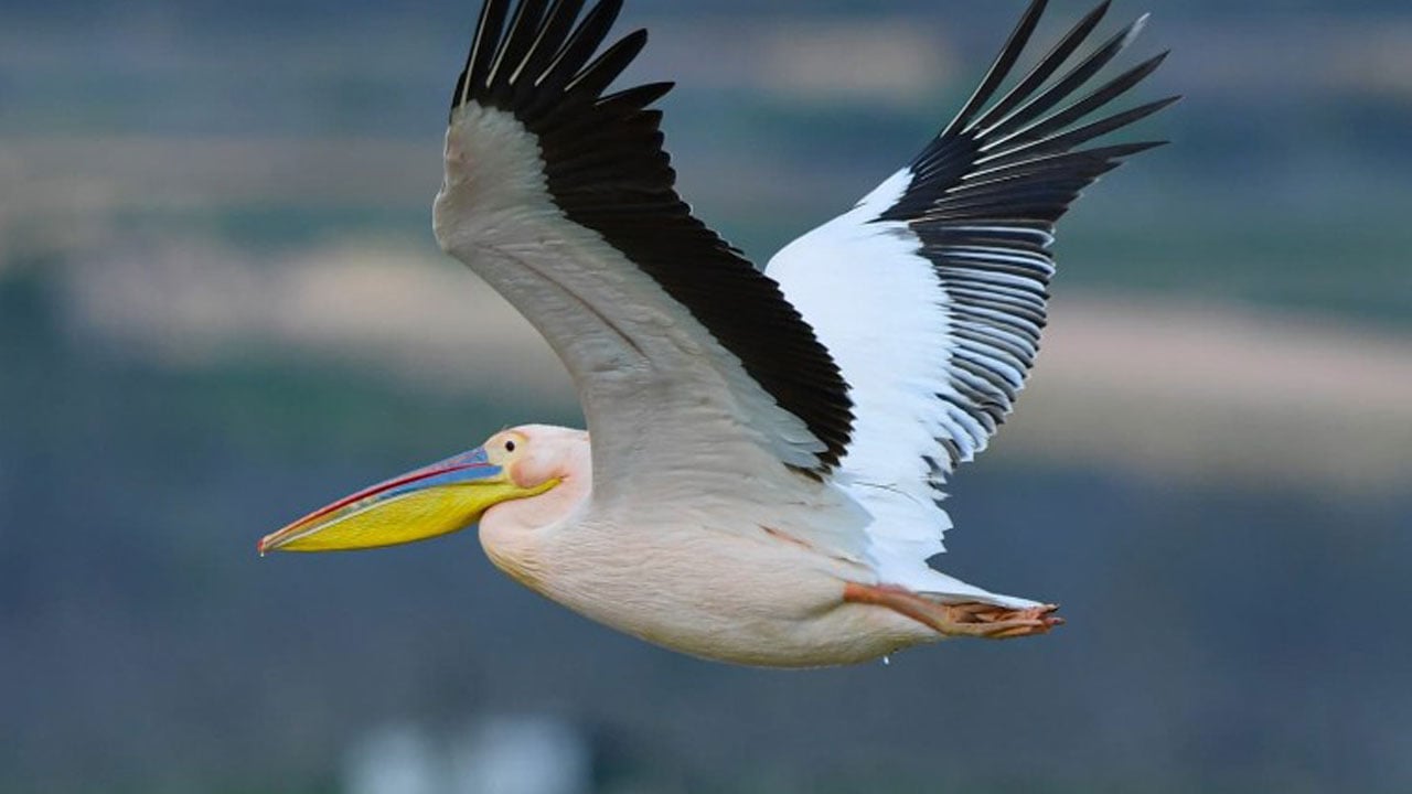 Foto - Hayran bırakan görüntüler! Pelikanlar Boğazköy Barajı’na indi