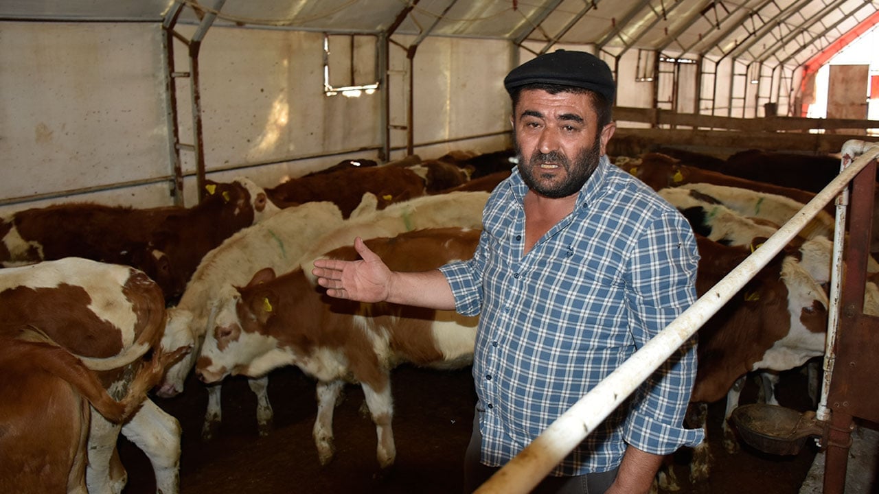 Foto - Hayvan ölümlerinin sebebi kömür üretim alanı mı? 5 günde 9 buzağı telef oldu