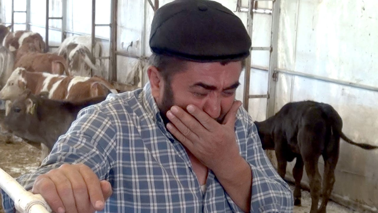 Foto - Hayvan ölümlerinin sebebi kömür üretim alanı mı? 5 günde 9 buzağı telef oldu