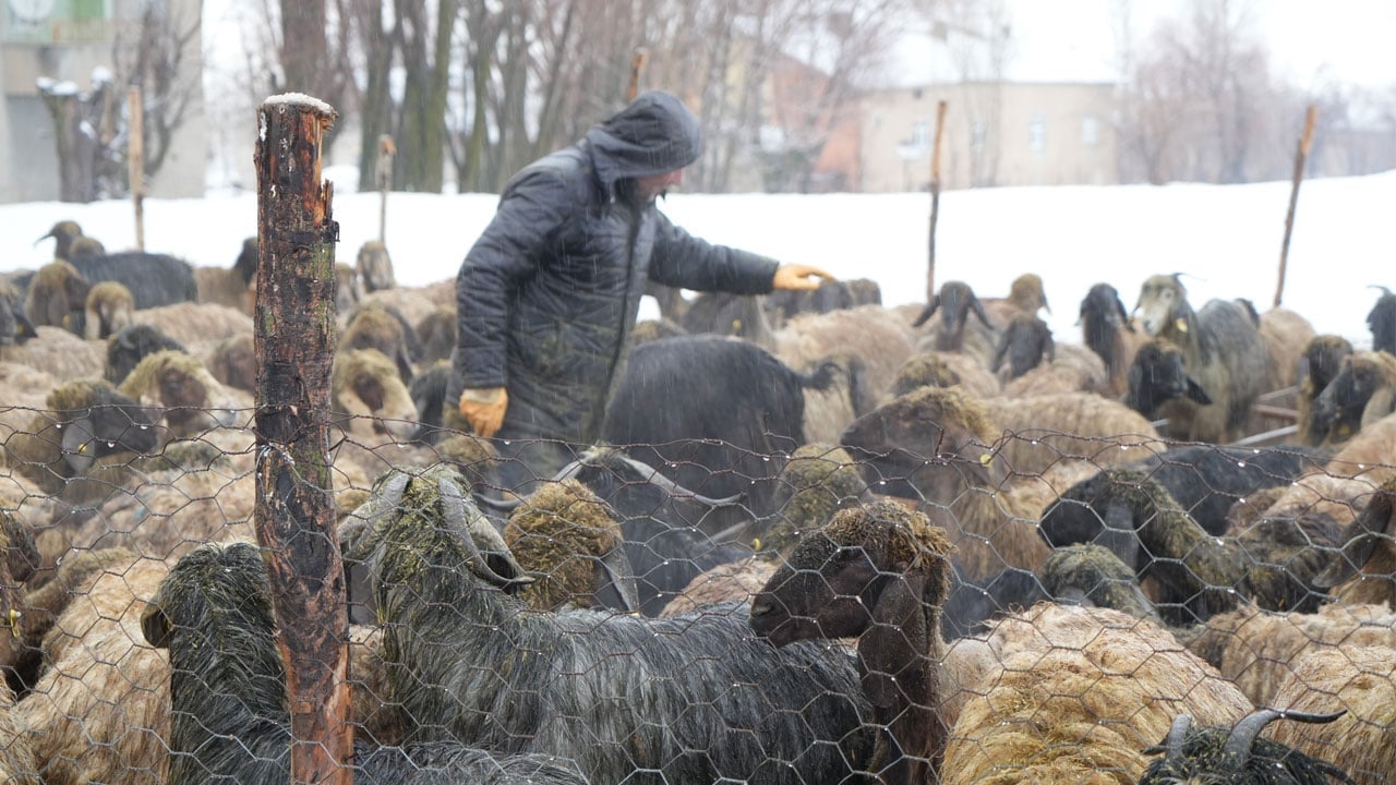 Foto - Hayvan varlığı hızla arttı! Devlet destekleri sonuç verdi