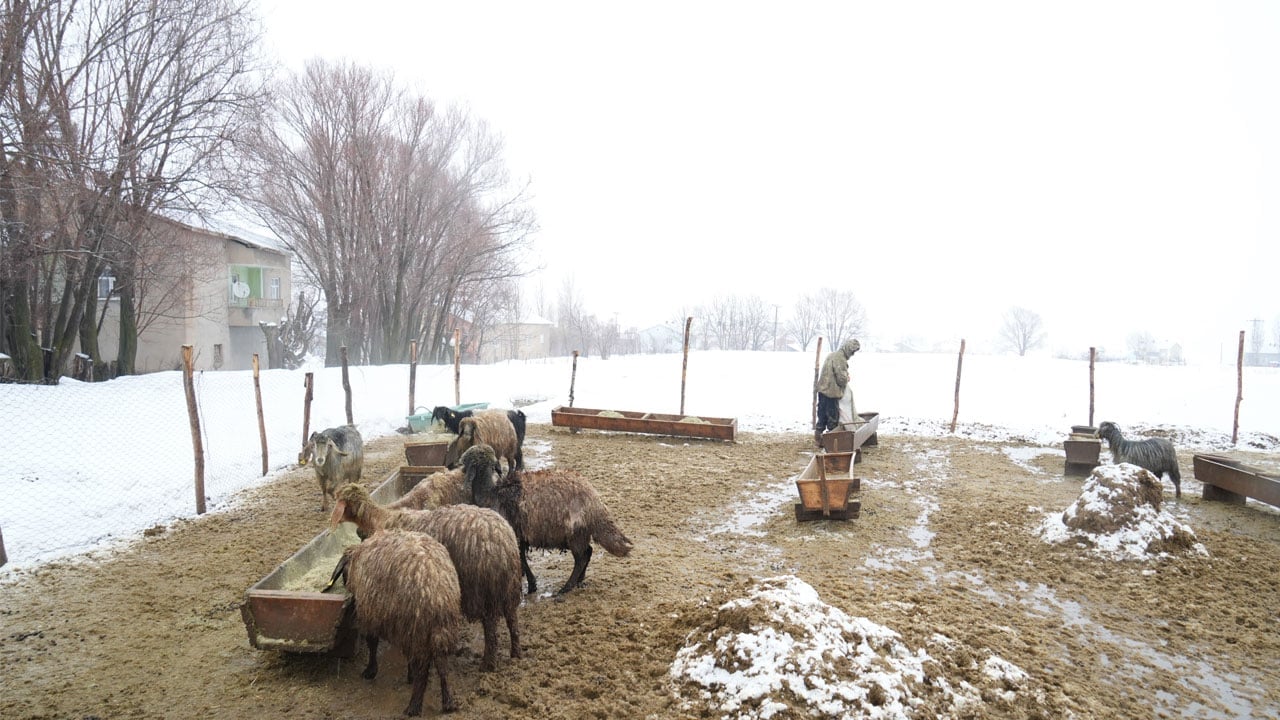 Foto - Hayvan varlığı hızla arttı! Devlet destekleri sonuç verdi