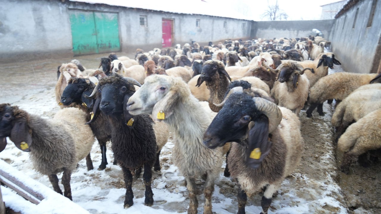 Foto - Hayvan varlığı hızla arttı! Devlet destekleri sonuç verdi