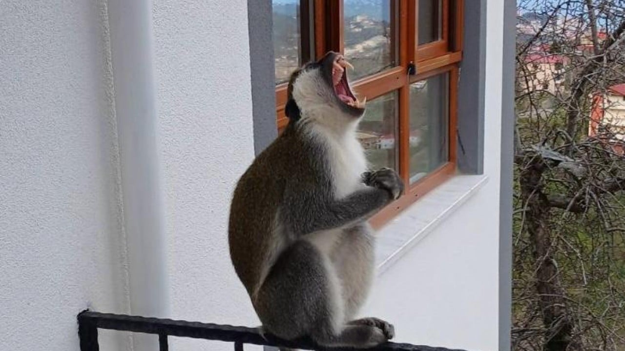Foto - Hayvanat bahçesinden kaçtı balkonda muz keyfi yaptı