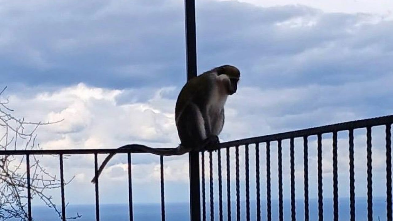Foto - Hayvanat bahçesinden kaçtı balkonda muz keyfi yaptı