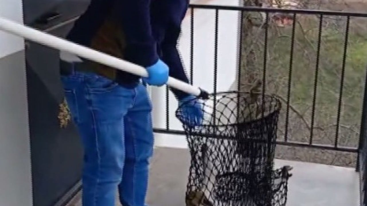 Hayvanat bahçesinden kaçtı balkonda muz keyfi yaptı