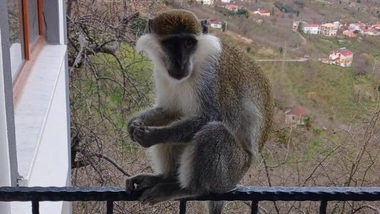 Foto - Hayvanat bahçesinden kaçtı balkonda muz keyfi yaptı