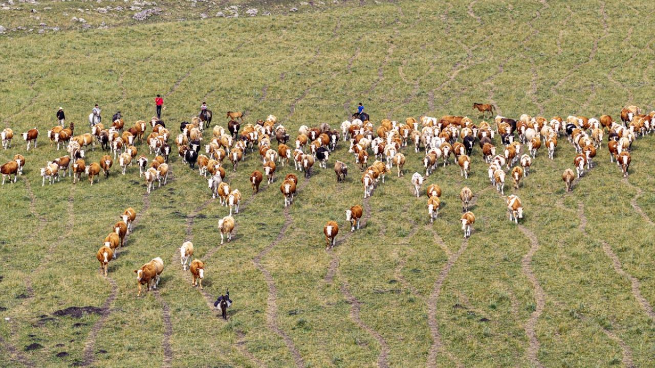 Hayvanlar yüksek rakımlı meralarda otluyor! Besiciler de yaz boyunca yaylalarda üretim yapıyor