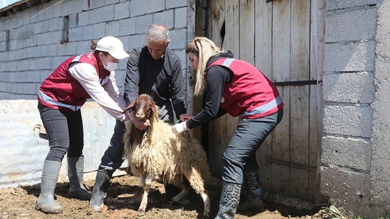 Foto - Hayvanların sağlığı onlara emanet Van’da kadın veterinerler iş başında