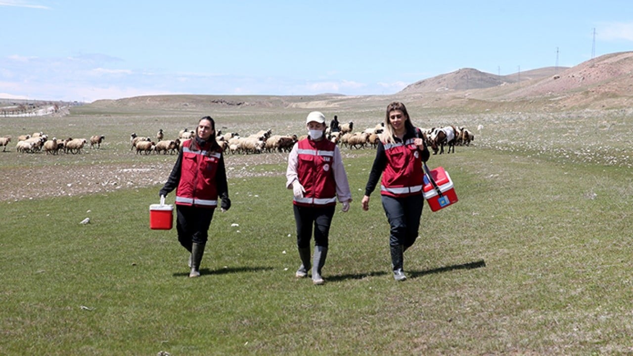 Foto - Hayvanların sağlığı onlara emanet Van’da kadın veterinerler iş başında