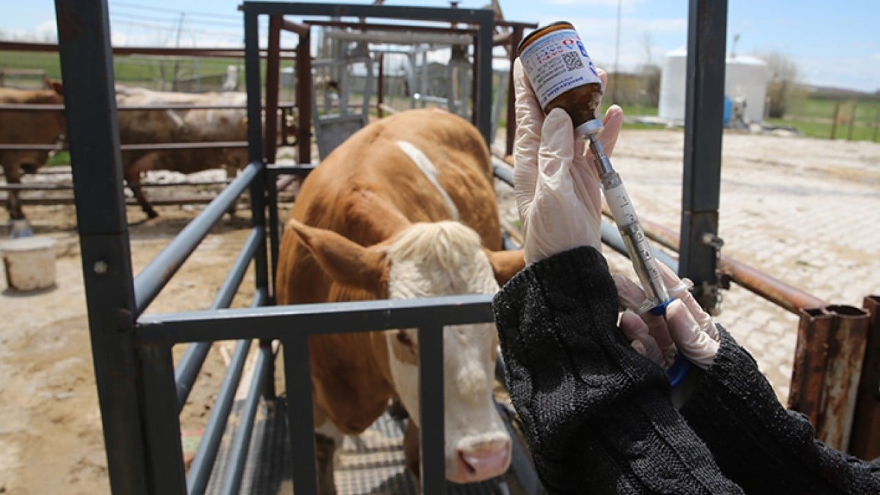 Hayvanların sağlığı onlara emanet Van’da kadın veterinerler iş başında