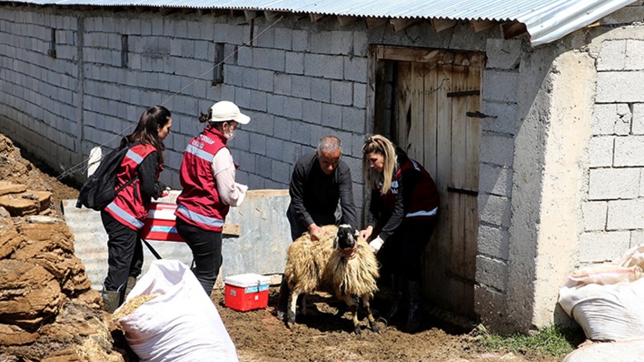 Foto - Hayvanların sağlığı onlara emanet Van’da kadın veterinerler iş başında