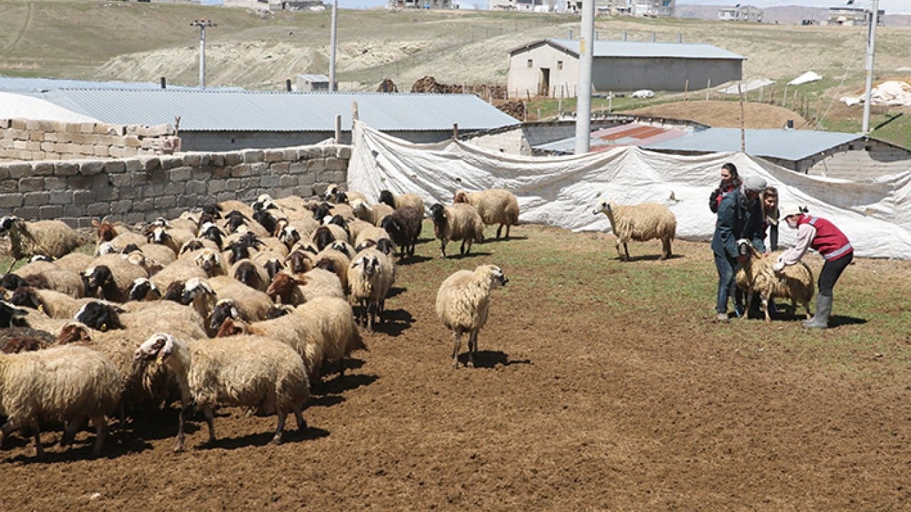 Foto - Hayvanların sağlığı onlara emanet Van’da kadın veterinerler iş başında