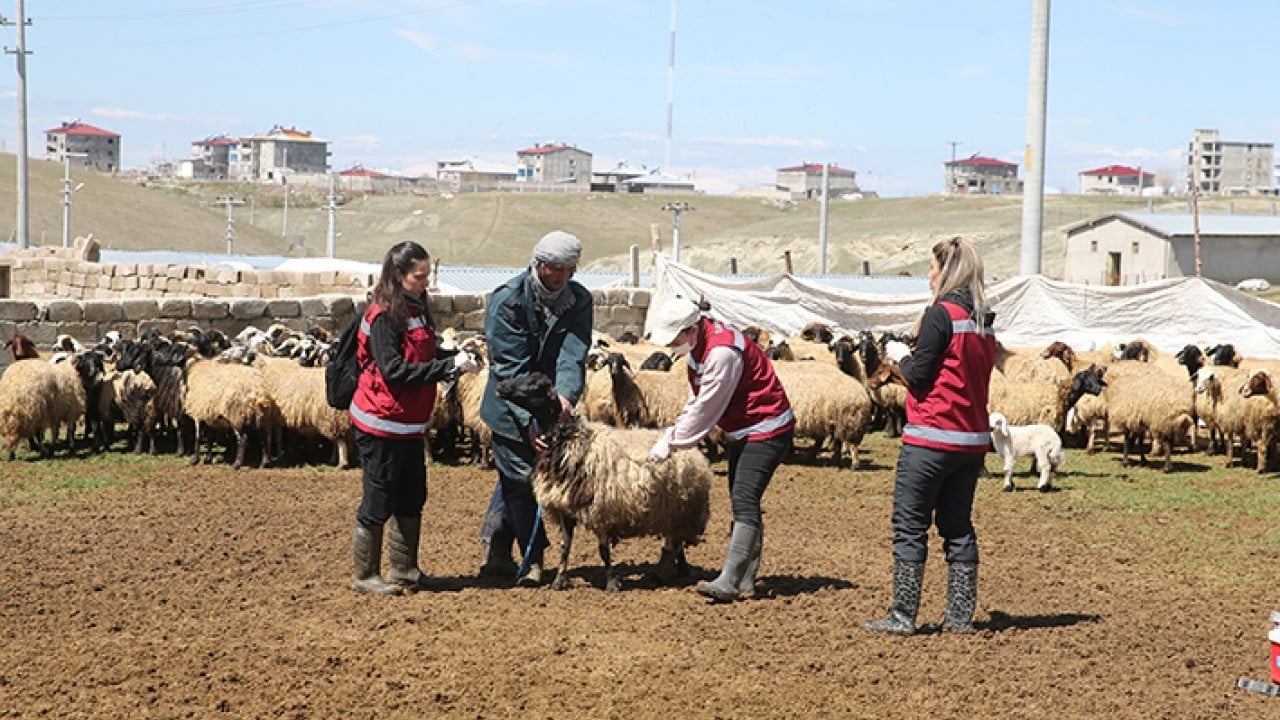 Foto - Hayvanların sağlığı onlara emanet Van’da kadın veterinerler iş başında