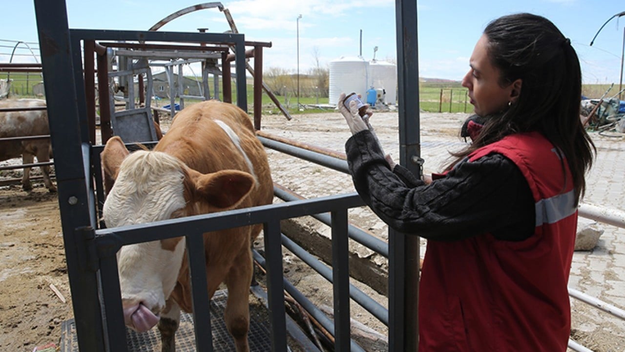 Foto - Hayvanların sağlığı onlara emanet Van’da kadın veterinerler iş başında