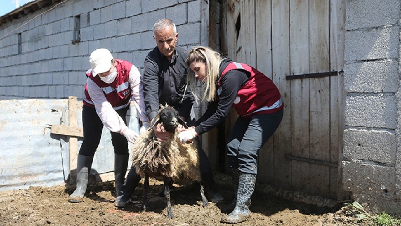 Foto - Hayvanların sağlığı onlara emanet Van’da kadın veterinerler iş başında