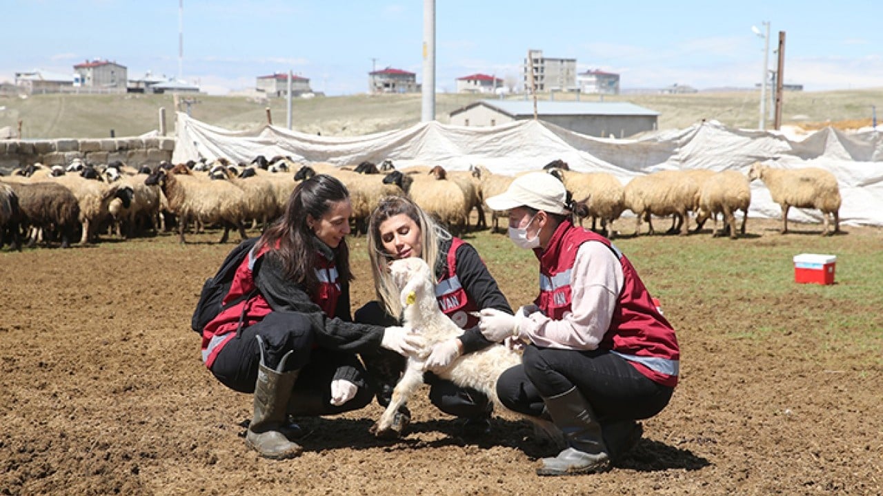 Foto - Hayvanların sağlığı onlara emanet Van’da kadın veterinerler iş başında