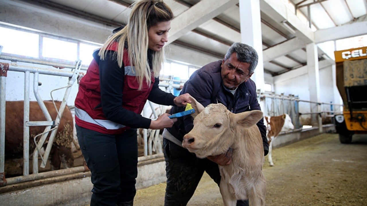 Foto - Hayvanların sağlığı onlara emanet Van’da kadın veterinerler iş başında