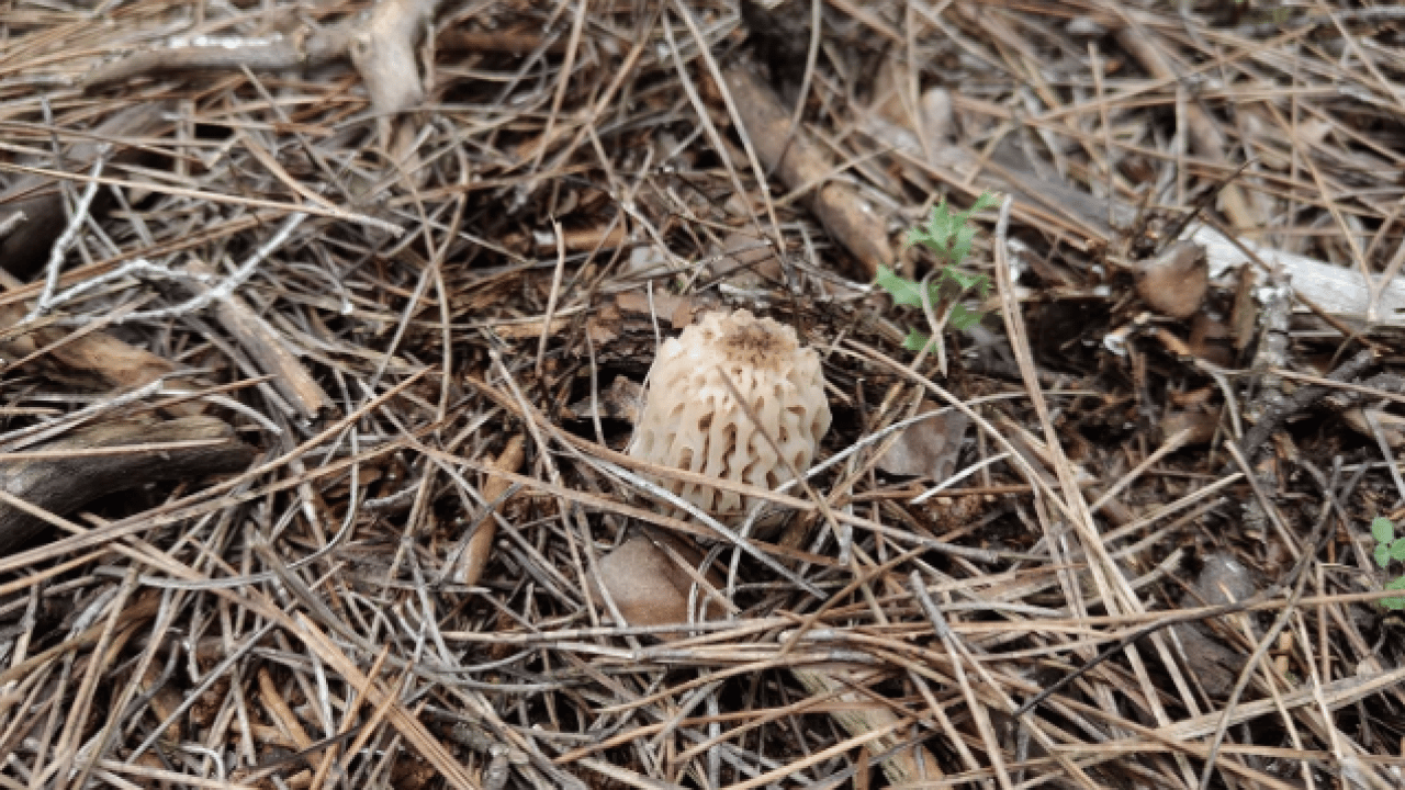 Hazine bulmuş gibi seviniyorlar! O ilimizde yöre halkı dağlarda onu arıyor