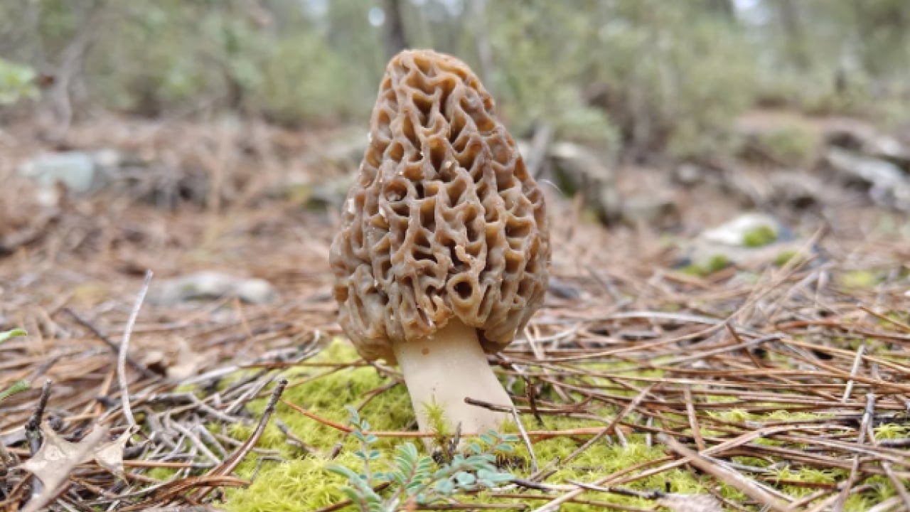 Foto - Hazine bulmuş gibi seviniyorlar! O ilimizde yöre halkı dağlarda onu arıyor