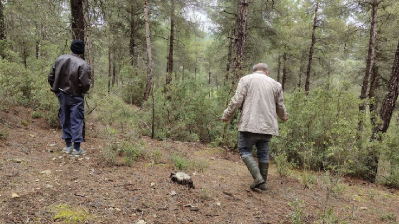 Foto - Hazine bulmuş gibi seviniyorlar! O ilimizde yöre halkı dağlarda onu arıyor