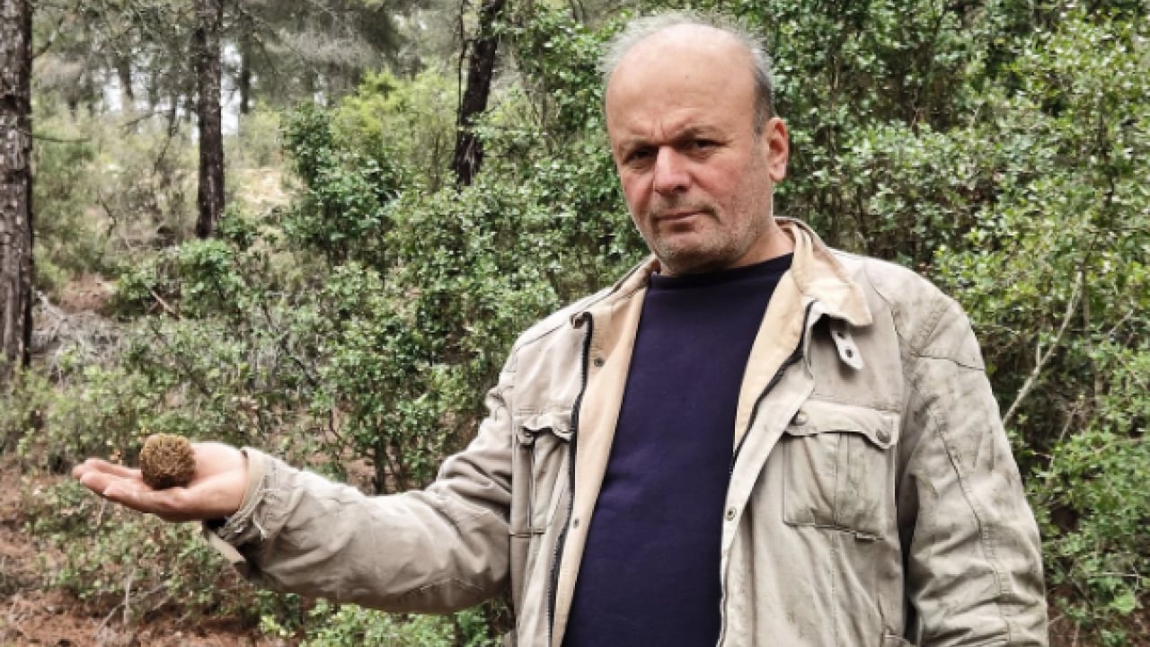 Foto - Hazine bulmuş gibi seviniyorlar! O ilimizde yöre halkı dağlarda onu arıyor