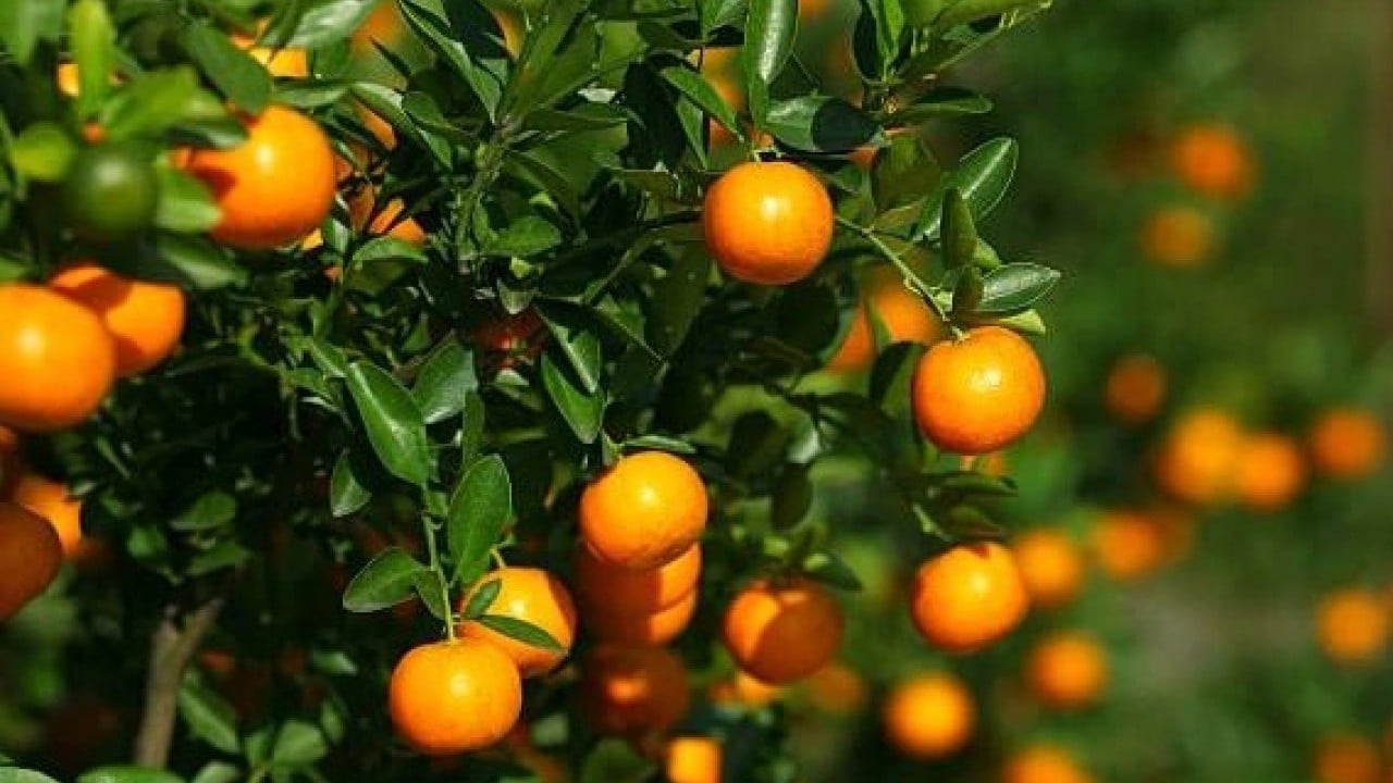 Foto - Hem lezzetli hem de faydalı! Mandalinanın sağlığa yararları açıklandı