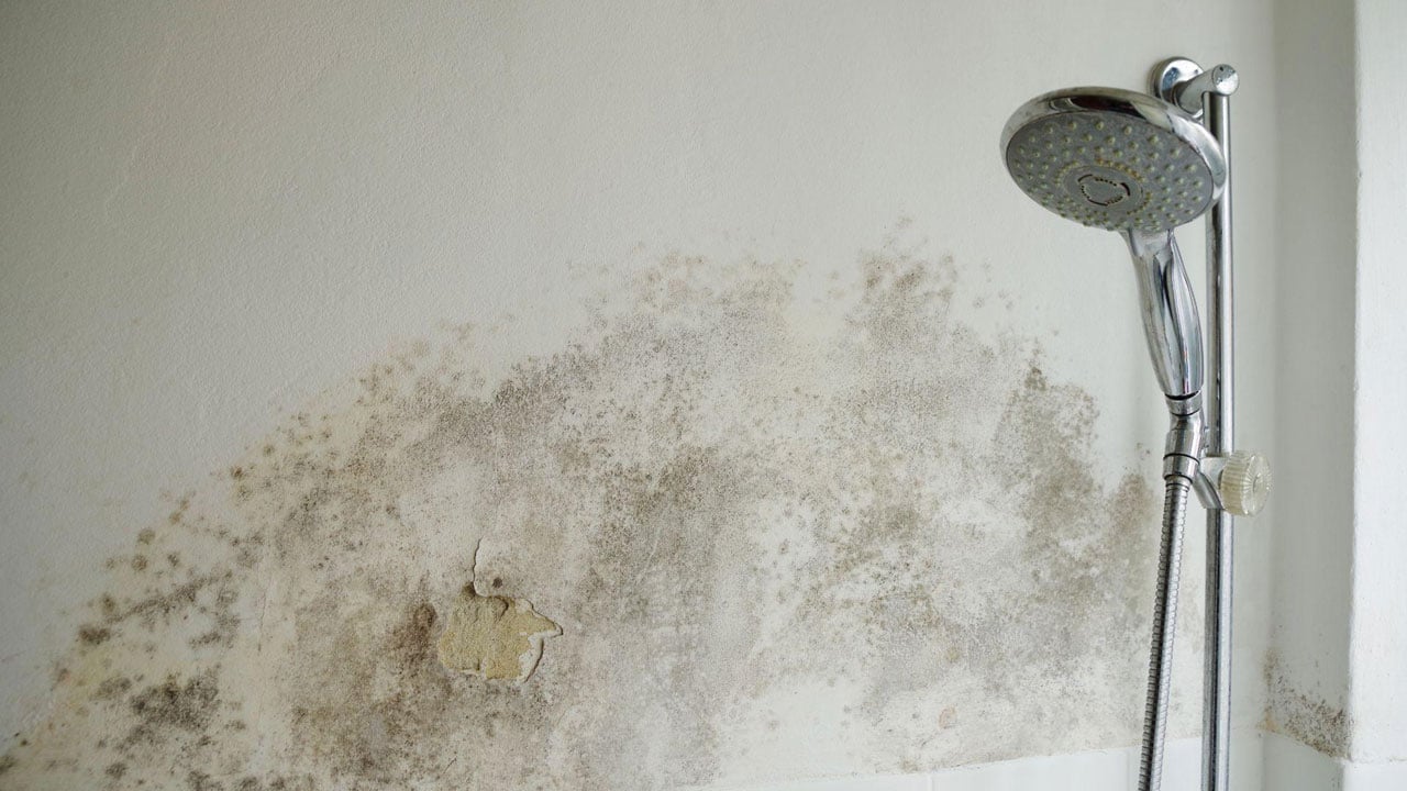 Foto - Hem sağlığı hem evi tehdit ediyor! İşte banyodaki küften kurtulmanın en kolay yolu