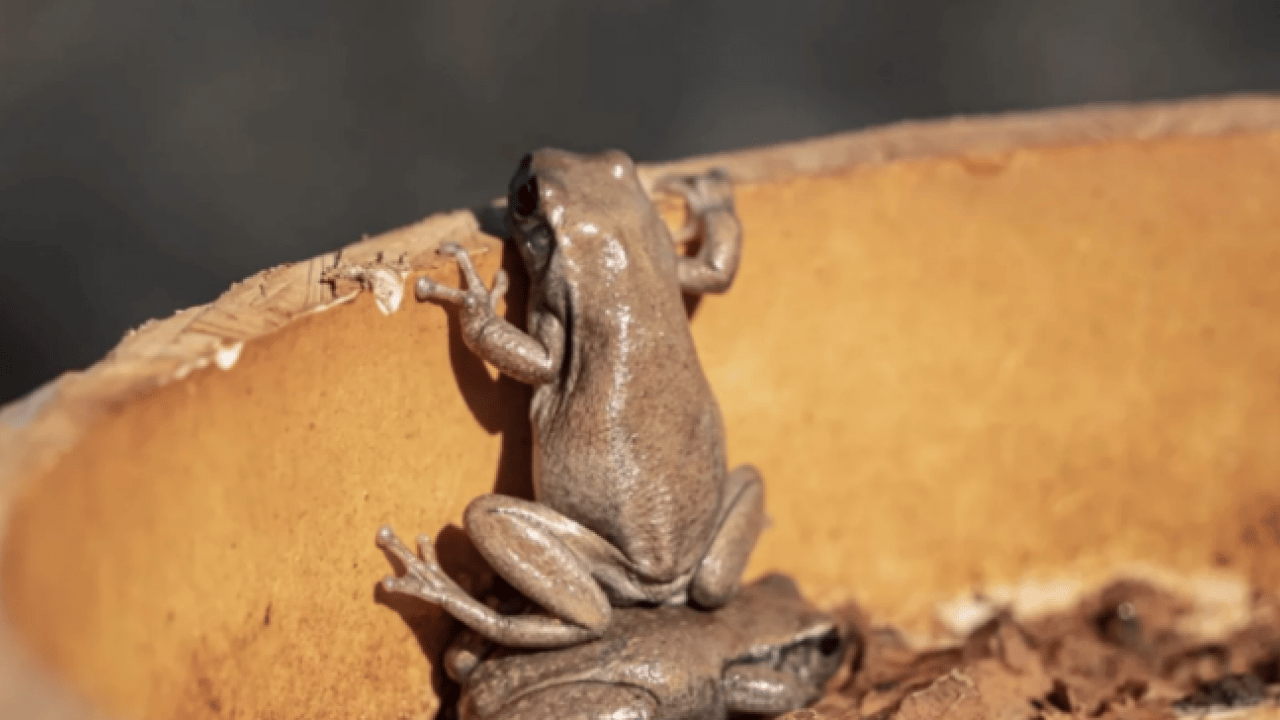 Foto - Hem şaşırtacak hem güldürecek! İşte 2025'in en komik hayvan fotoğrafları