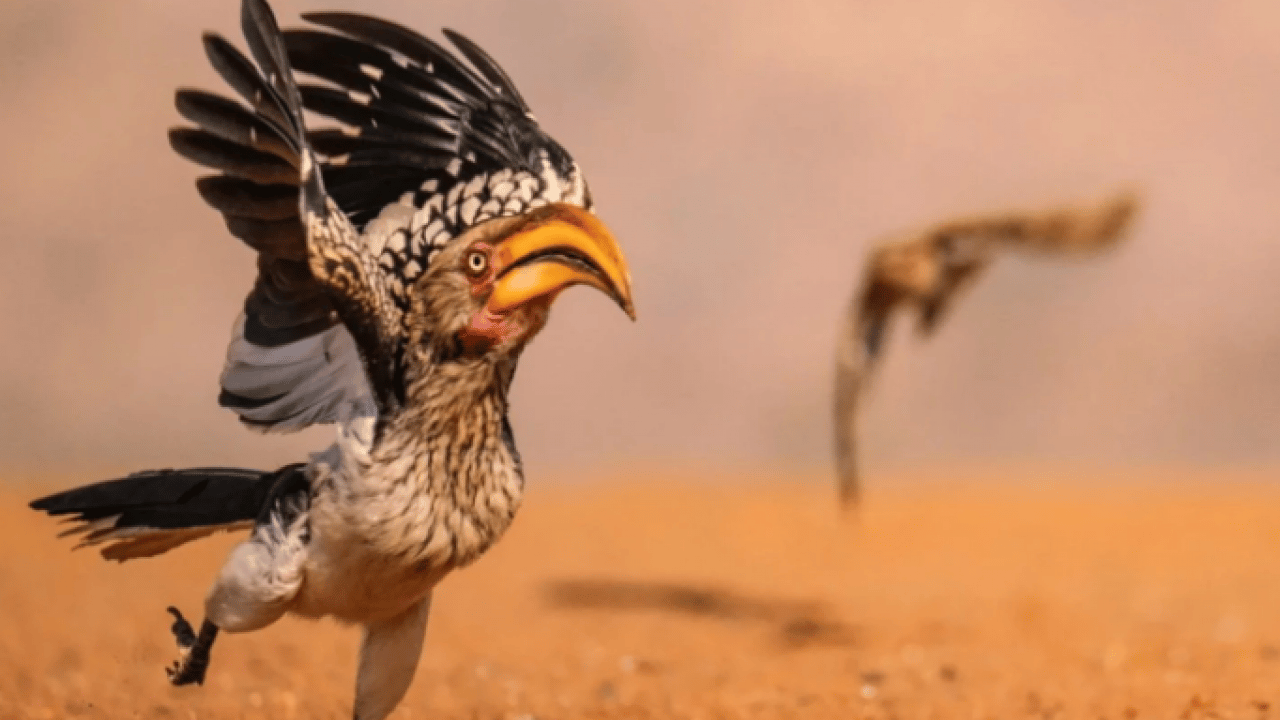 Foto - Hem şaşırtacak hem güldürecek! İşte 2025'in en komik hayvan fotoğrafları