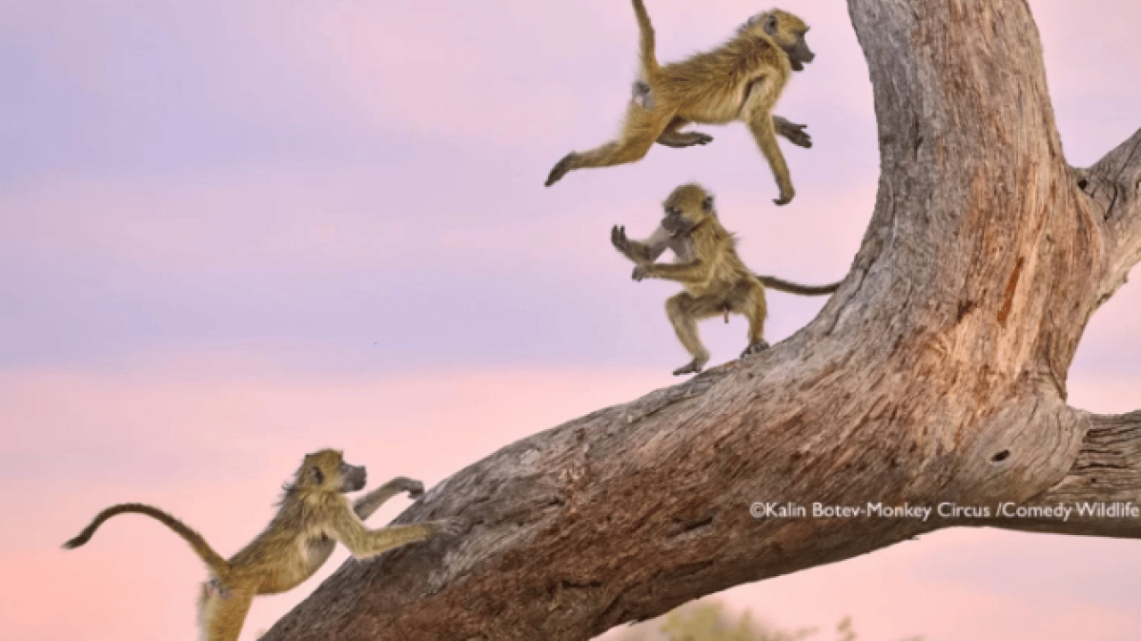 Hem şaşırtacak hem güldürecek! İşte 2025'in en komik hayvan fotoğrafları