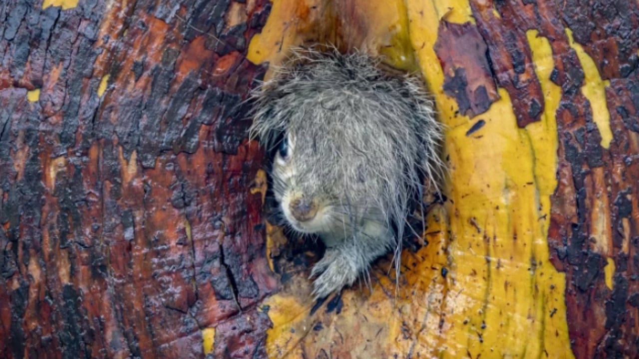 Foto - Hem şaşırtacak hem güldürecek! İşte 2025'in en komik hayvan fotoğrafları