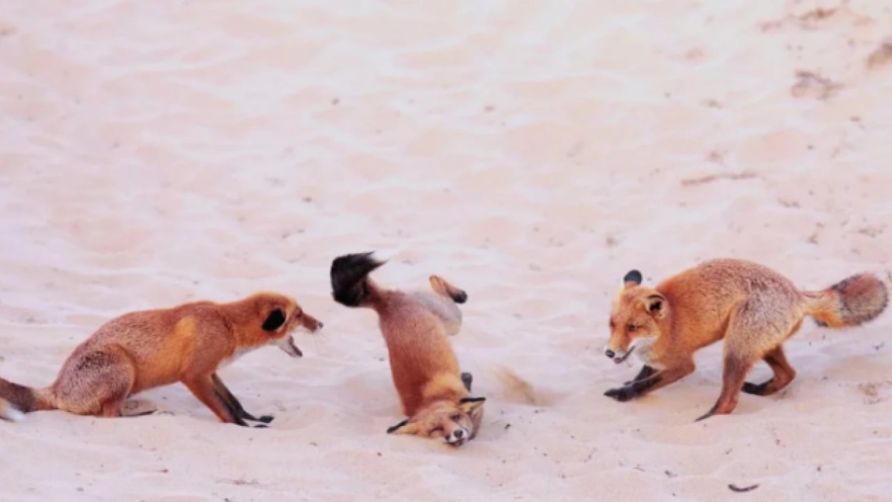 Foto - Hem şaşırtacak hem güldürecek! İşte 2025'in en komik hayvan fotoğrafları