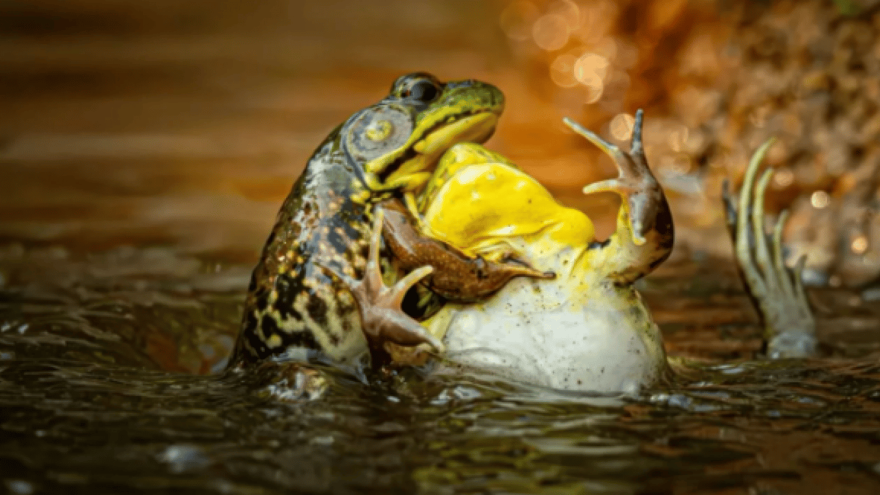 Foto - Hem şaşırtacak hem güldürecek! İşte 2025'in en komik hayvan fotoğrafları