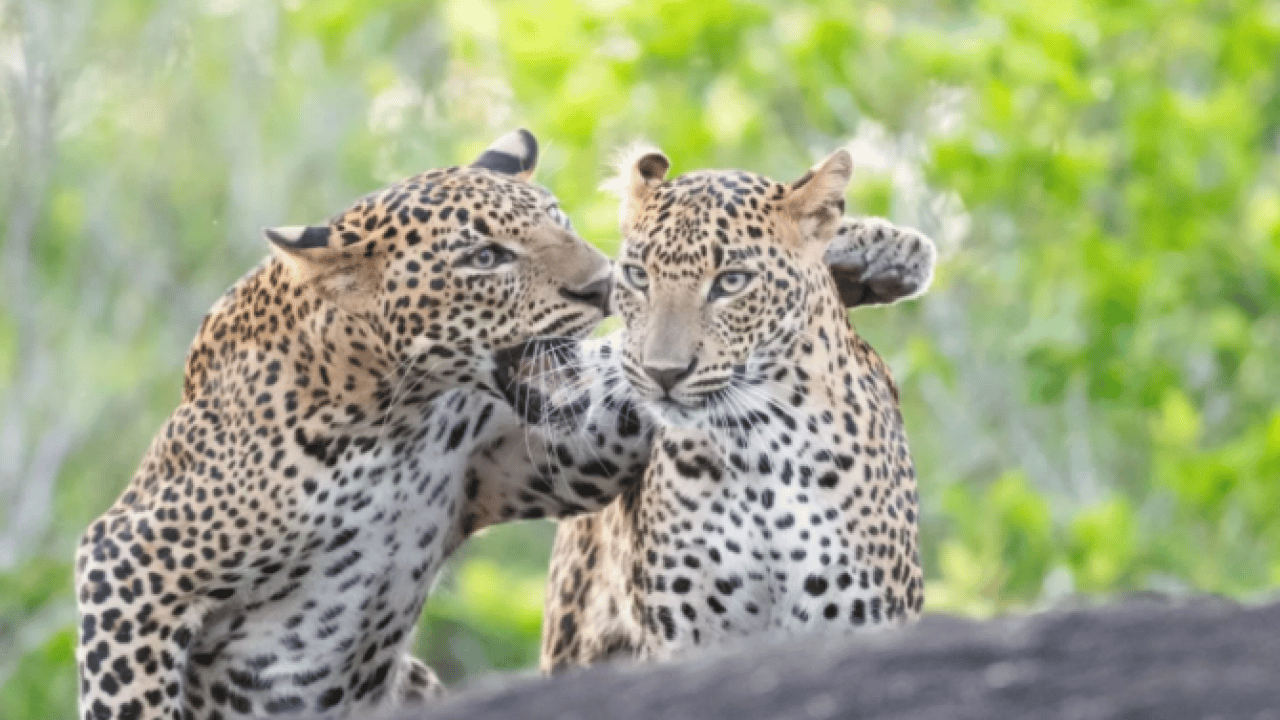 Foto - Hem şaşırtacak hem güldürecek! İşte 2025'in en komik hayvan fotoğrafları