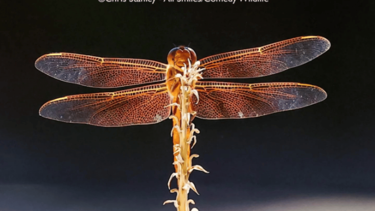 Foto - Hem şaşırtacak hem güldürecek! İşte 2025'in en komik hayvan fotoğrafları