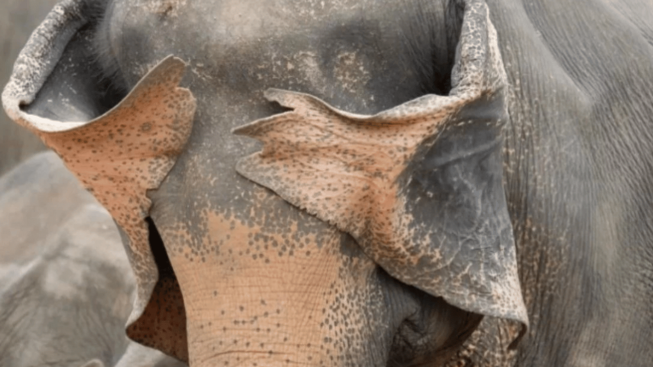 Foto - Hem şaşırtacak hem güldürecek! İşte 2025'in en komik hayvan fotoğrafları