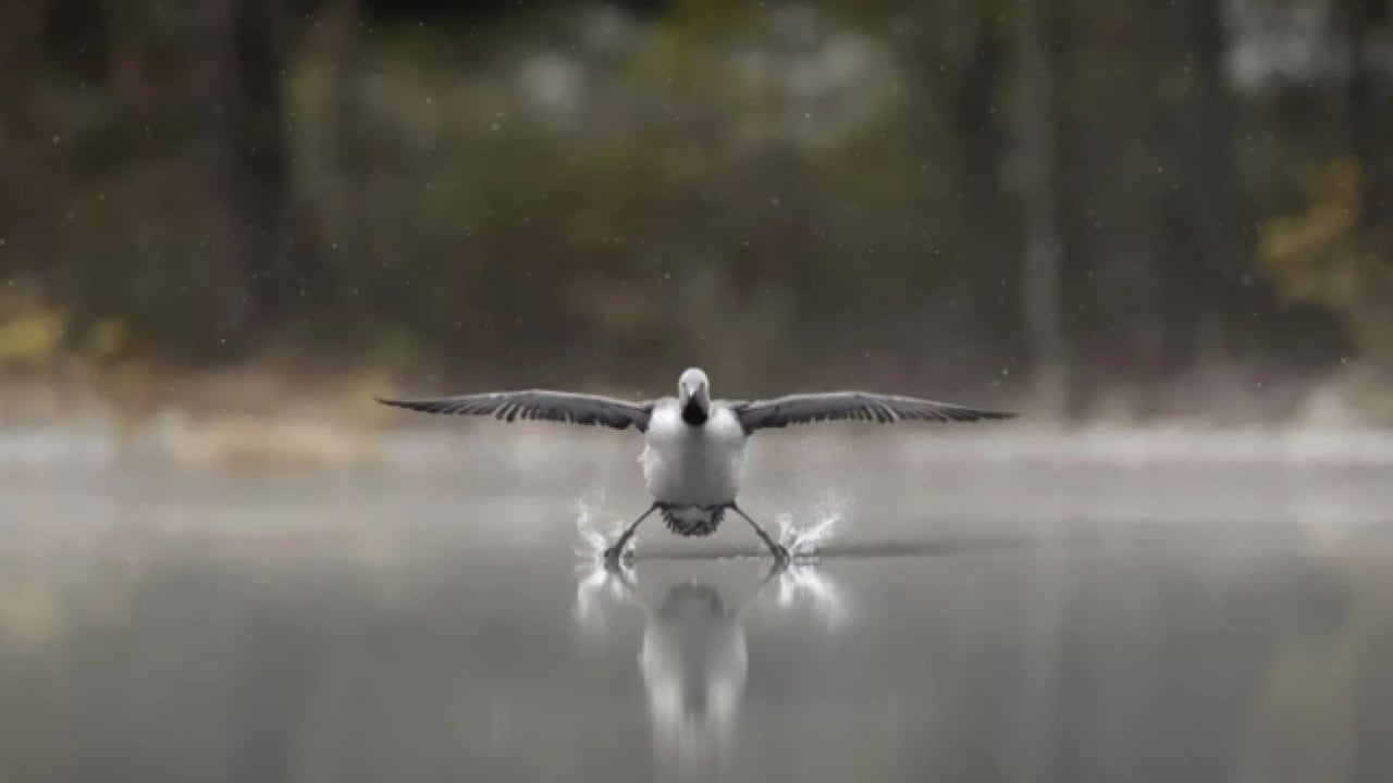 Foto - Hem şaşırtacak hem güldürecek! İşte 2025'in en komik hayvan fotoğrafları