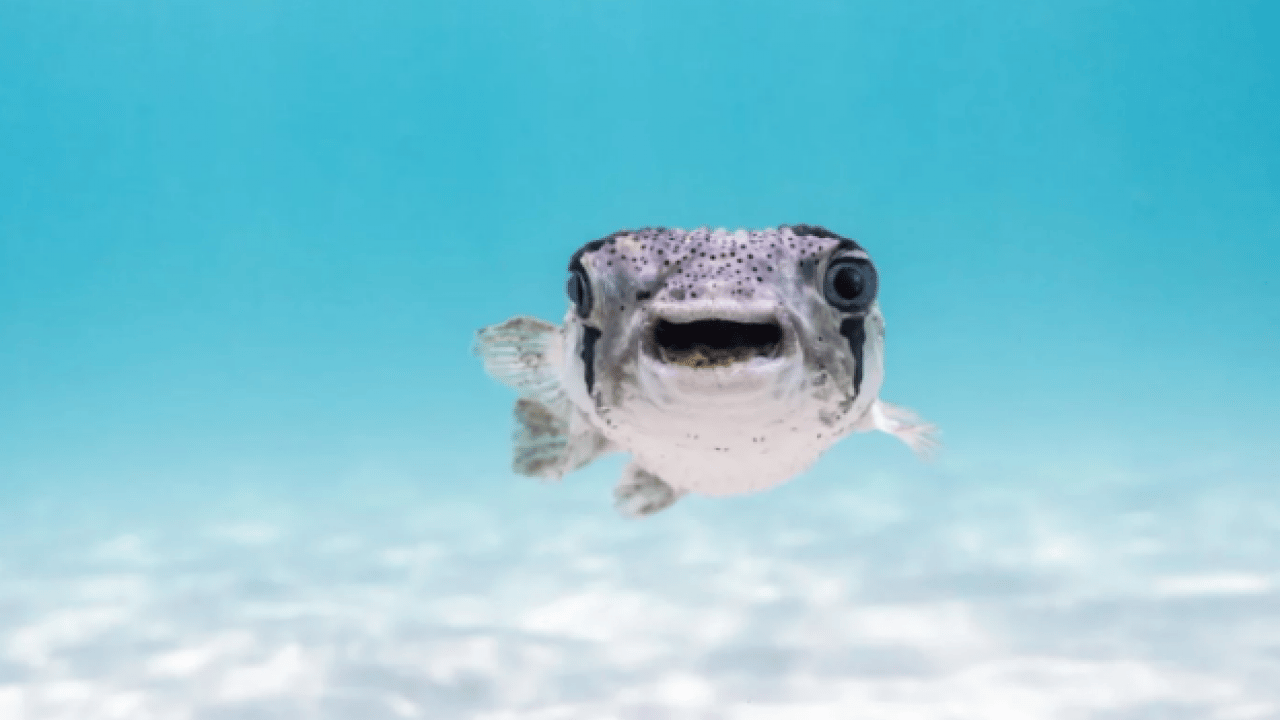 Foto - Hem şaşırtacak hem güldürecek! İşte 2025'in en komik hayvan fotoğrafları