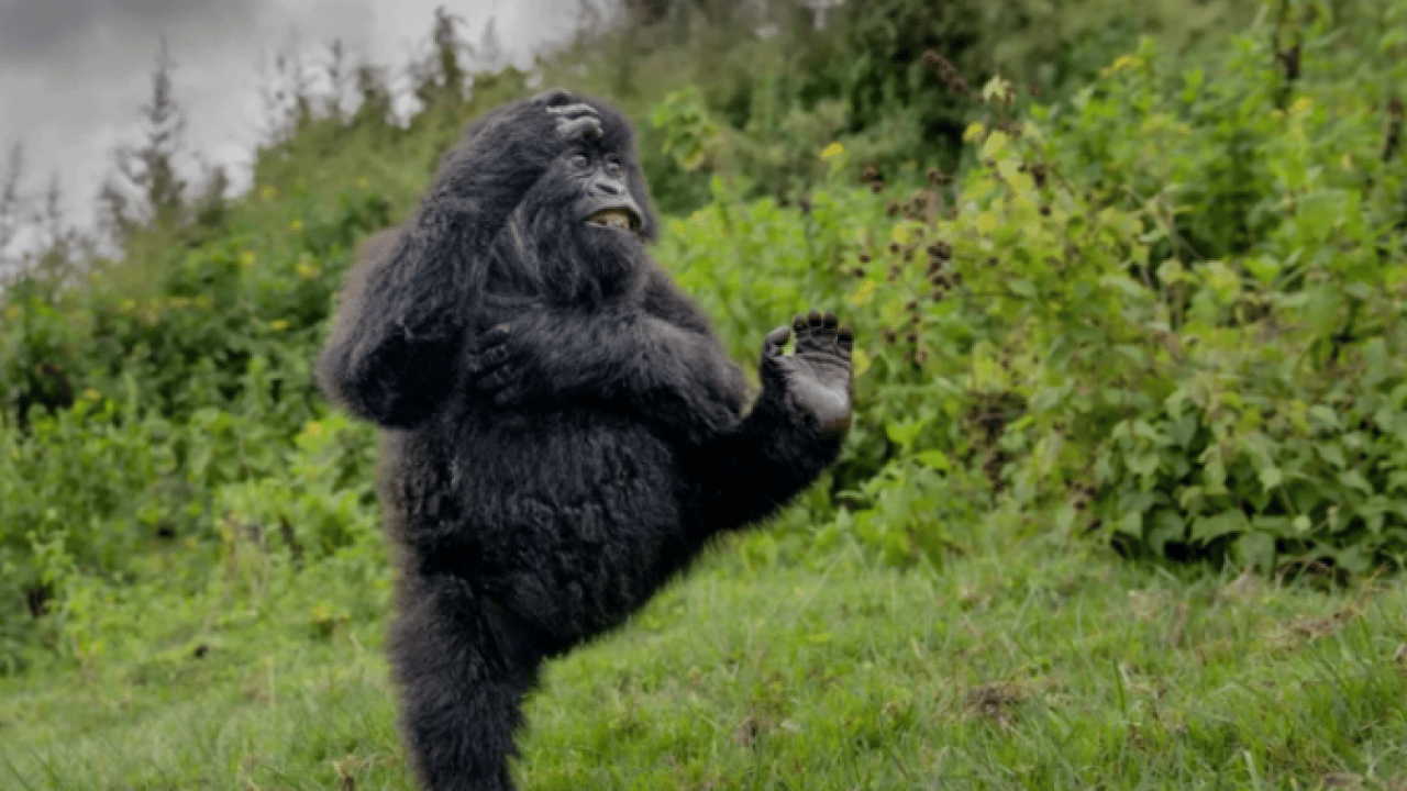 Foto - Hem şaşırtacak hem güldürecek! İşte 2025'in en komik hayvan fotoğrafları