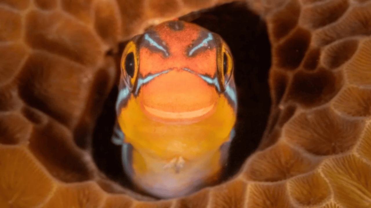 Foto - Hem şaşırtacak hem güldürecek! İşte 2025'in en komik hayvan fotoğrafları