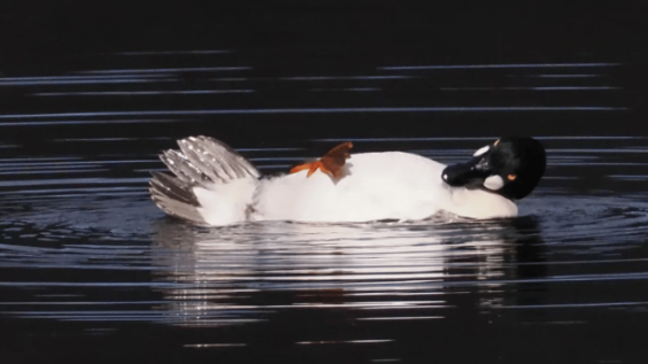 Foto - Hem şaşırtacak hem güldürecek! İşte 2025'in en komik hayvan fotoğrafları