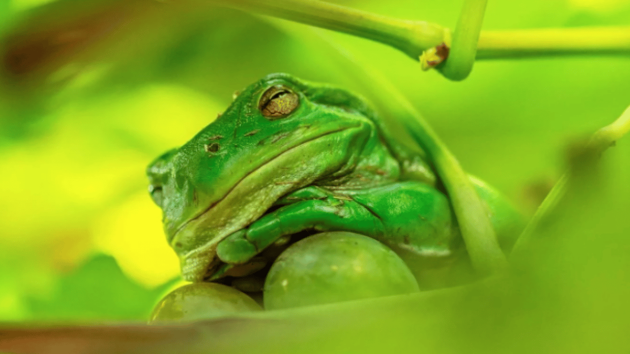 Foto - Hem şaşırtacak hem güldürecek! İşte 2025'in en komik hayvan fotoğrafları