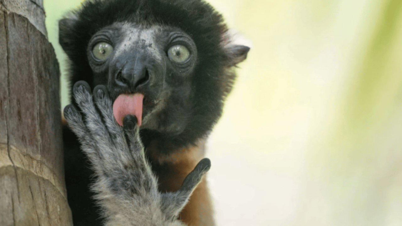 Foto - Hem şaşırtacak hem güldürecek! İşte 2025'in en komik hayvan fotoğrafları