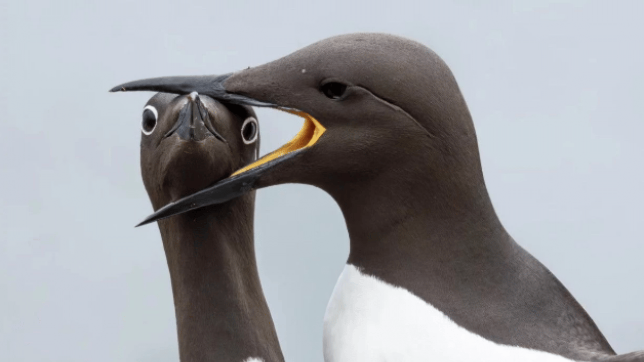 Foto - Hem şaşırtacak hem güldürecek! İşte 2025'in en komik hayvan fotoğrafları